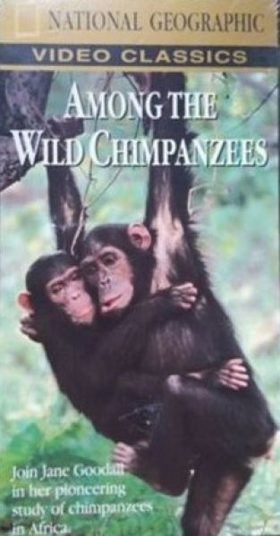  Entre los chimpancés salvajes :