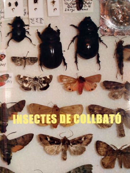  Insectes de Collbató. 1