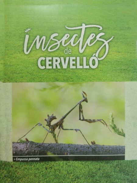  Insectes de Cervelló